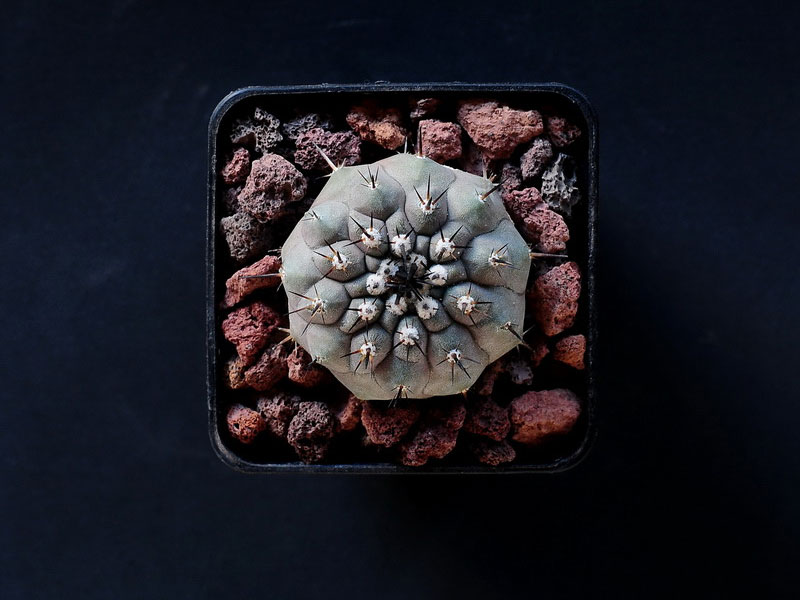 Copiapoa cinerea